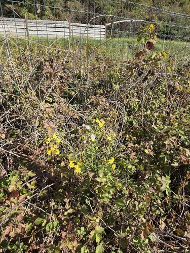 Narrow-leaved Ragwort