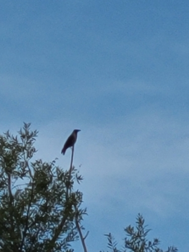 Hooded Crow