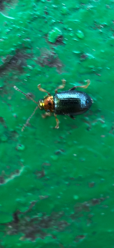 Crepidodera observed 2026-10-17