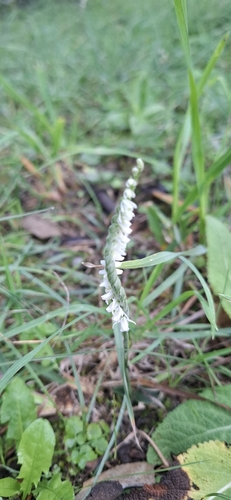 Autumn Ladies' Tresses
