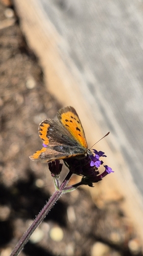 Small Copper