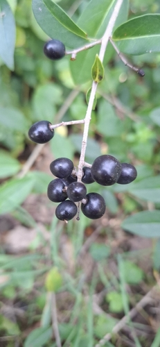 Common Privet