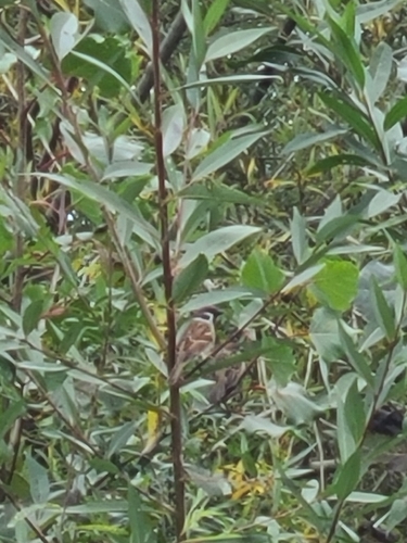 Eurasian Tree Sparrow
