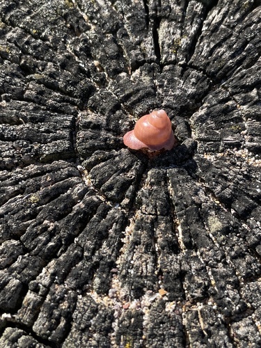 Phasianella ventricosa observed 2026-10-17