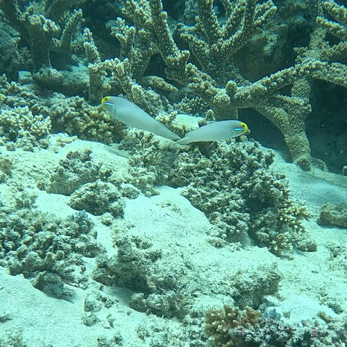 Valenciennea strigata observed 2026-10-16