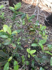 Heliconius charithonia