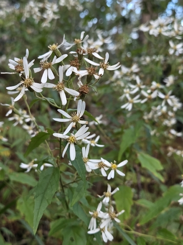 Olearia nernstii observed 2026-10-17