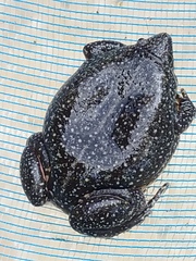 Elachistocleis pearsei