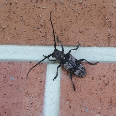 Lamiomimus gottschei