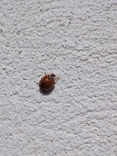 Asian Lady Beetle