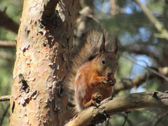 Sciurus vulgaris