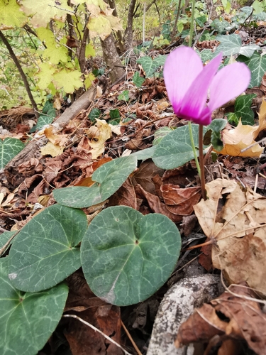 European Cyclamen