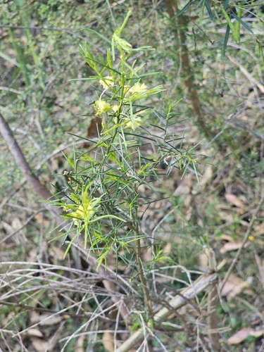 Acacia genistifolia, 2026-10-17