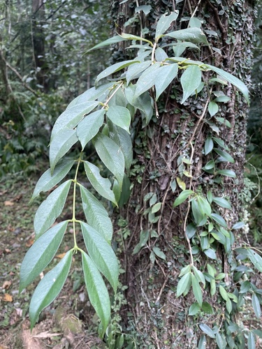 Aeschynanthus observed 2026-10-17