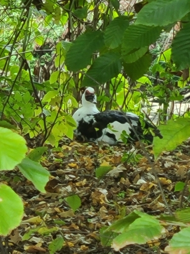 Muscovy Duck