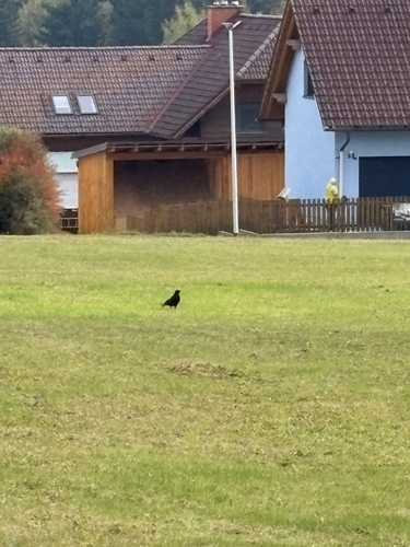 Carrion Crow