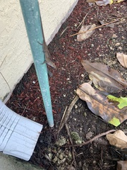 Anolis sagrei
