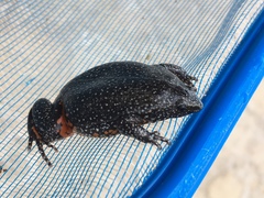 Elachistocleis pearsei