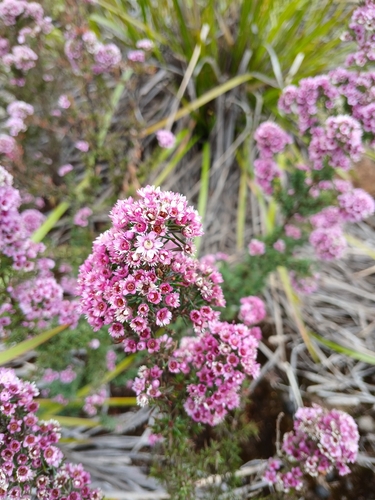 Verticordia plumosa observed 2026-10-17