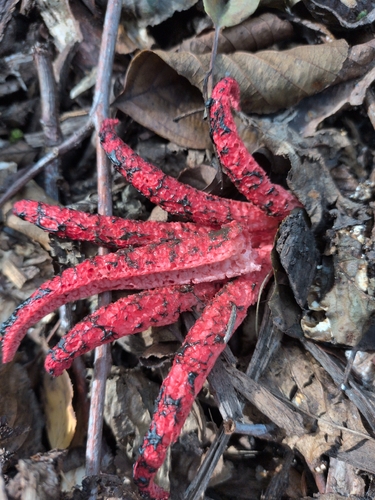 devil's-fingers