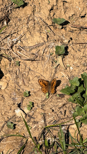 Wall Brown