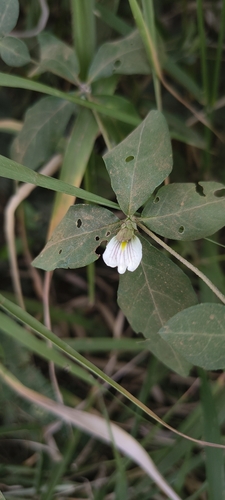 Blepharis maderaspatensis, 2026-10-17