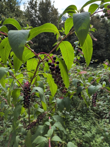 American pokeweed