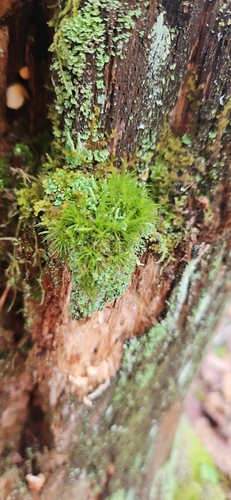 Orthodicranum montanum observed 2026-10-17