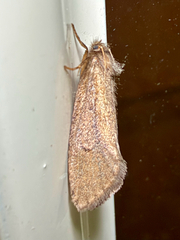 Dark Acrolophus (Acrolophus mora)