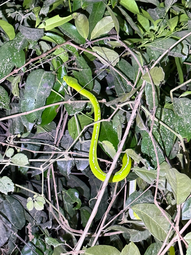 Morelia viridis observed 2026-10-17