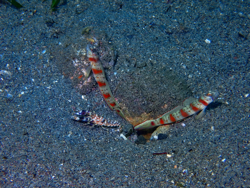 Eyebrow Goby