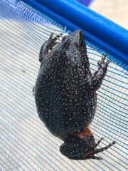 Elachistocleis pearsei