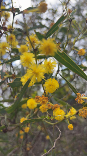 Acacia nervosa observed 2026-10-17