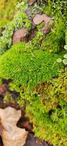 Orthodicranum montanum observed 2026-10-17
