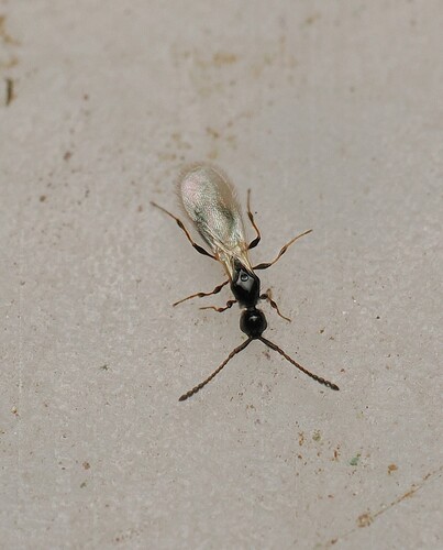 Trichopria observed 2026-10-15