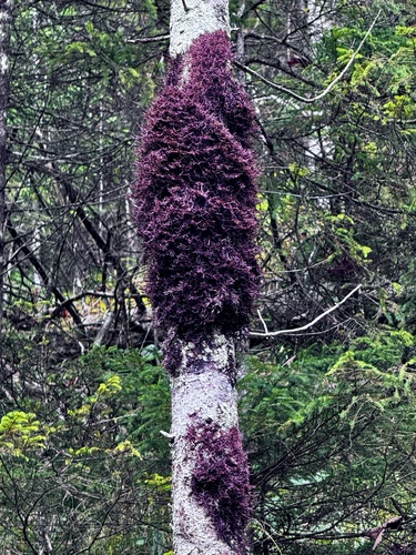 Frullania tamarisci observed 2026-10-17
