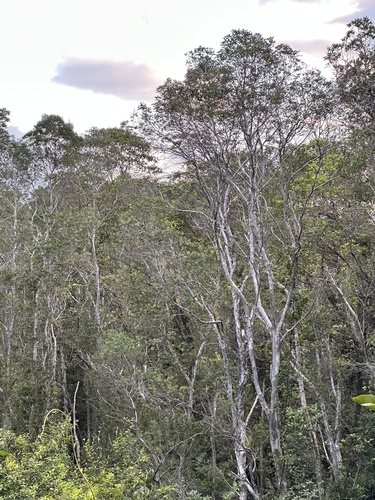 Melaleuca cajuputi observed 2026-10-17