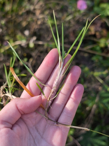 Poa supina, 2026-10-17
