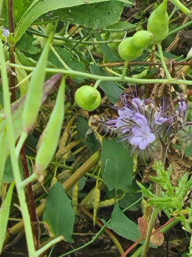 Western Honey Bee