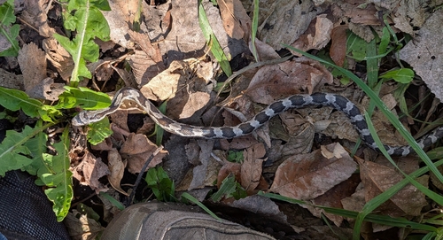 Western Ratsnake observed by ciafre