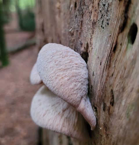 Lentinellus vulpinus