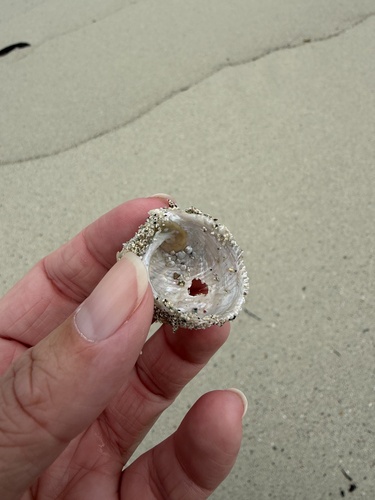 Granata imbricata observed 2026-10-17