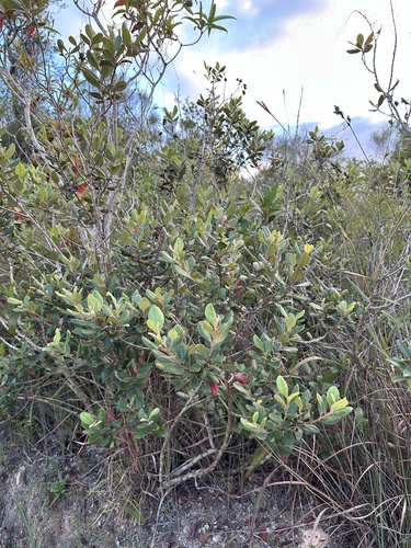 Rhodomyrtus tomentosa observed 2026-10-17