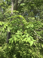 Gymnocladus dioicus