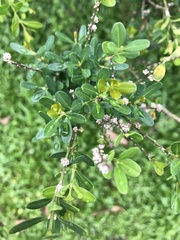 Buxus harlandii