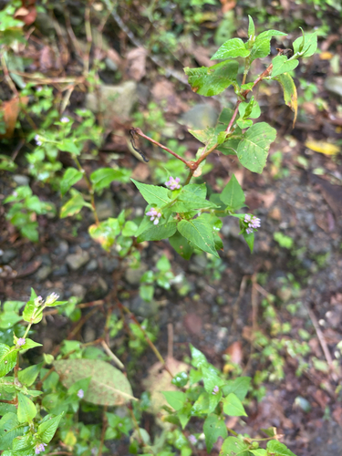 Persicaria nepalensis observed 2026-10-16