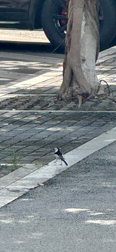 White Wagtail