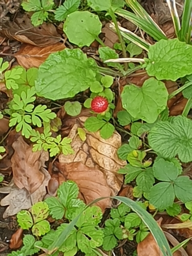 mock strawberry