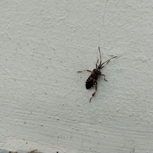 Western Conifer Seed Bug