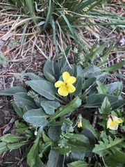 Viola vallicola